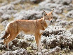 Ethiopian wolf